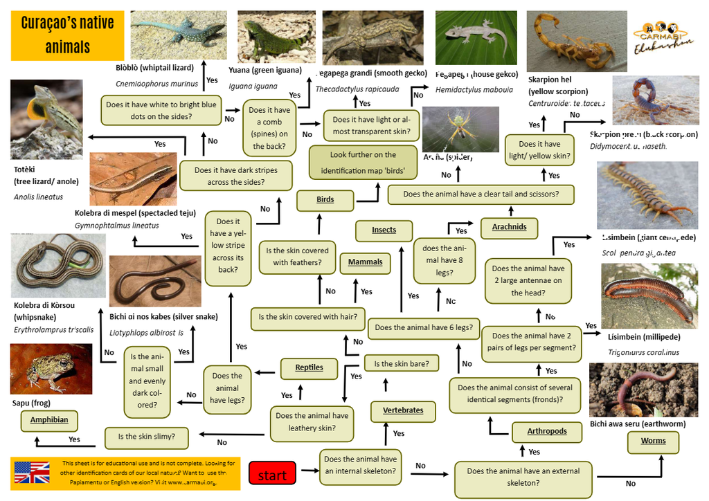 animals identification sheet