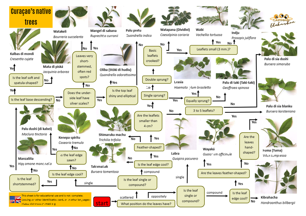 trees identification sheet