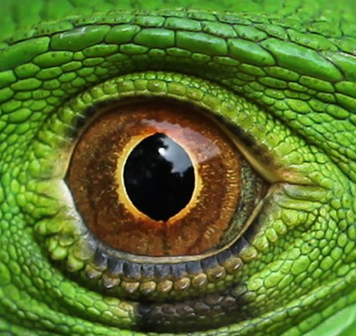 Biologie voor Jou videos