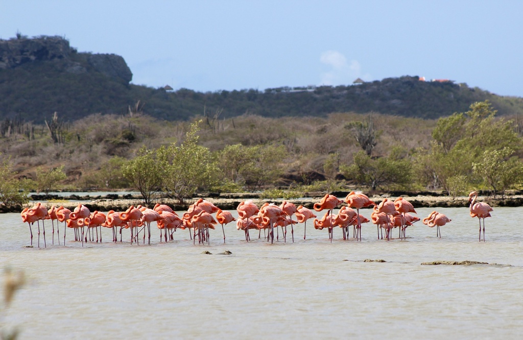 Seru Largu Lesmateriaal
