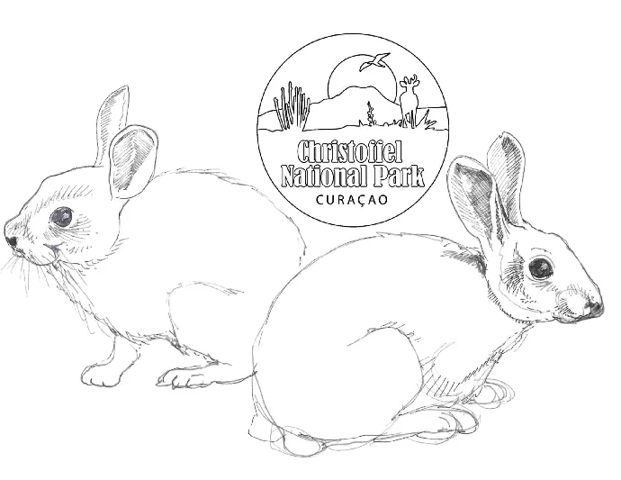 Carmabi Coloring Pages