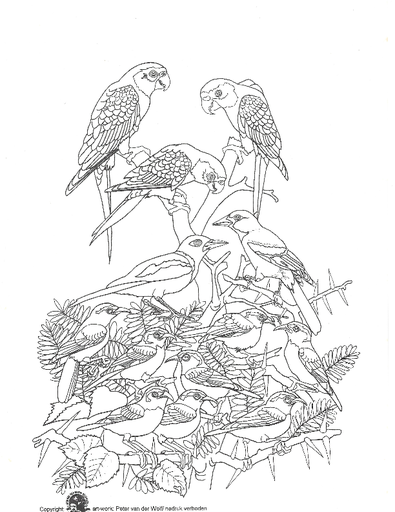 kleurplaat vogels