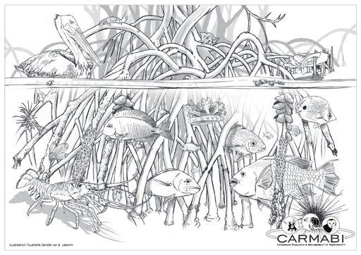 Mangrove under water